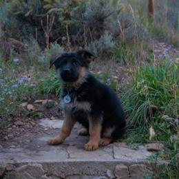 Light Blue Female - Black and red female German Shepherd puppy in Kamas, Utah from Uinta Mountain Shepherds