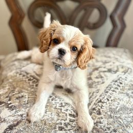 Cavalier King Charles Spaniel and Poodle Puppies from Ellis Crown Cavaliers