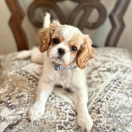 Cavalier King Charles Spaniel and Poodle Puppies from Ellis Crown Cavaliers