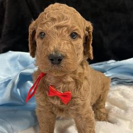 Red boy - Red  male Poodle puppy in Bowling Green, Kentucky from Ritzy Red Poodles