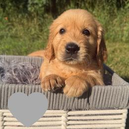 Washington (Gray) - Golden male Golden Retriever puppy in Cadillac, Michigan from K & M Golden Retrievers