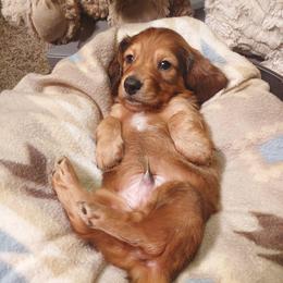 Captain Crunch - Cream male Dachshund puppy in Memphis, Texas from Weiner Warriors