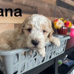 Aussiedoodle, Bernedoodle, Bernese Mountain Dog, and Sheepadoodle Puppies from Draper Mountain Doodles