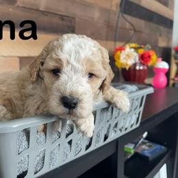 Aussiedoodle, Bernedoodle, Bernese Mountain Dog, and Sheepadoodle Puppies from Draper Mountain Doodles