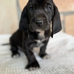 Kevin - Black and white male Basset Hound puppy in Yarnell, Arizona from Boulder Oak Bassets