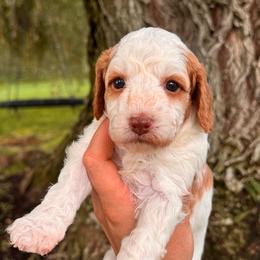 Siwash - Blenheim female Cavapoo puppy in Idaho Falls, Idaho from Freckle Paw Family