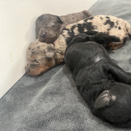 Aussiedoodle, Companion Cross, Poodle, and Yorkipoo Puppies from Teakwoodpoodleofsocal