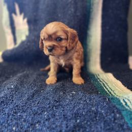 Sokka - Ruby male Cavalier King Charles Spaniel puppy in Traverse City, Michigan from Crozapulco Cavaliers AKC