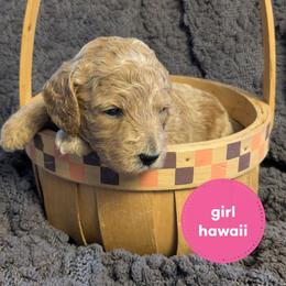Hawaii - Apricot female Goldendoodle puppy in Cambridge, Minnesota from Country Meadow Doodles