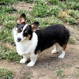 Blue - Pembroke Welsh Corgi