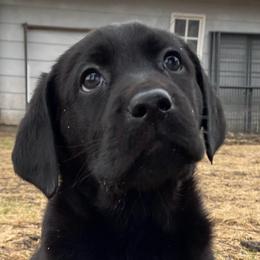 Echo - Black male Labrador Retriever puppy in Arlington, Iowa from Uncle Bucks Labrador Retrievers