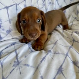 Dachshund Puppies from Welden’s Miniature Dachshunds