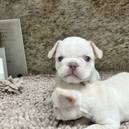 French Bulldog Puppies from Grand Frenchies