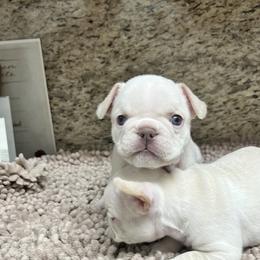 French Bulldog Puppies from Grand Frenchies