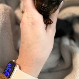 Luna Yorkshire Terrier - Black and tan female Yorkshire Terrier puppy in Hope, Indiana from DJ Yorkies