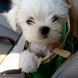 Maltese Puppies from Avante Maltese