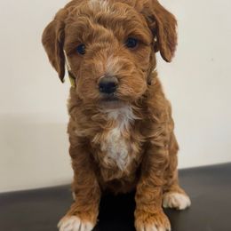 Yellow collar female - Red  female Poodle puppy in Henefer, Utah from Mountain Valley Poodles