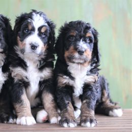 Bernedoodle Puppies from Richardville Hunde