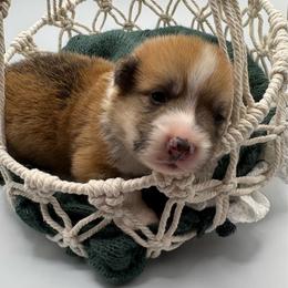 White Collar - Red male Pembroke Welsh Corgi puppy in Abingdon, Virginia from Em-K Kennels
