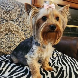 Abby - Yorkshire Terrier