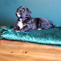 Bernedoodle Puppies from Badlands Bernedoodles