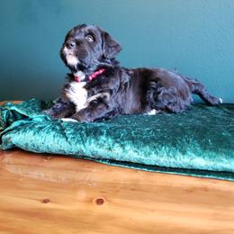 Bernedoodle Puppies from Badlands Bernedoodles