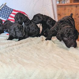 Poodle Puppies from Future Pioneers Farming