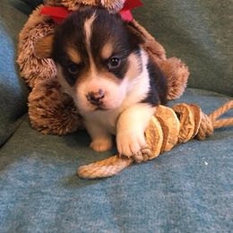 Pembroke Welsh Corgi Puppies from Walkabout's Pembroke Corgi's
