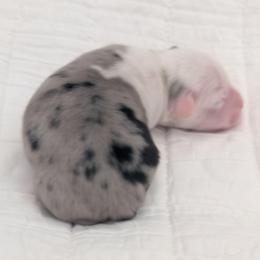 Bluey - Blue merle female Toy Australian Shepherd puppy in Crockett, Texas from Pleasant Grove Aussies