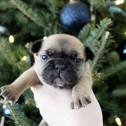 Sapphire - Fawn female French Bulldog puppy in Tomahawk, Wisconsin from Mahner Labs