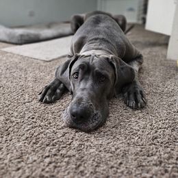 Girl 4 - Blue Great Dane puppy in Lawrenceburg, Indiana from Jordan Giants