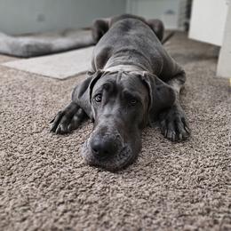 Girl 4 - Blue Great Dane puppy in Lawrenceburg, Indiana from Jordan Giants