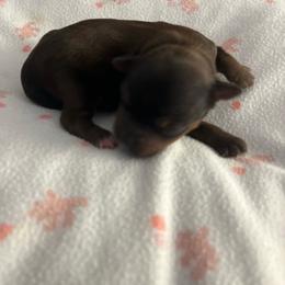 Big Girl - Sable female Yorkshire Terrier puppy in Laughlin, Nevada from Dani’s Yorkie’s