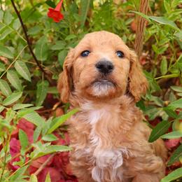 Arthur - Red  male Goldendoodle puppy in Apache Junction, Arizona from Loving Doodle