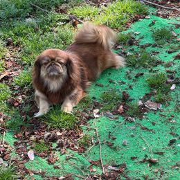Evalin - Light red Pekingese puppy in Cumming, Georgia from Imperial Pekingese