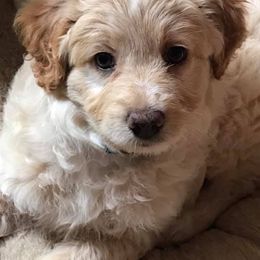 Aussiedoodles and Miniature Australian Shepherds from Double E Doodles