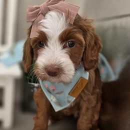 Luvbug - Red  female Goldendoodle puppy in Decatur, Tennessee from Diamond's Doodles