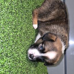 Victorious - Red female Toy Australian Shepherd puppy in Humansville, Missouri from Tater Tot aussies