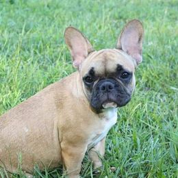 Sabina - French Bulldog