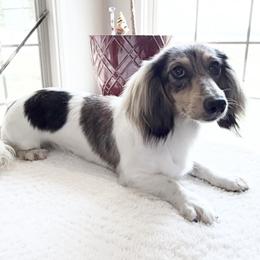 Jelly - Dachshund