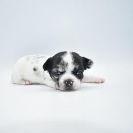 Jett - Merle male Chihuahua puppy in Bulls Gap, Tennessee from Smokey Mountain Chihuahuas