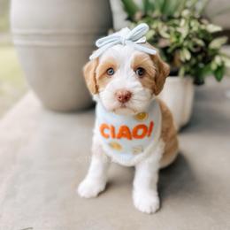 First Mate - Yachties - Caramel female Australian Labradoodle puppy in Syracuse, Indiana from The Doodle Cove