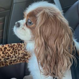 Lou - Cavalier King Charles Spaniel