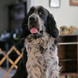 Sadie - English Springer Spaniel