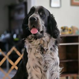 Sadie - English Springer Spaniel