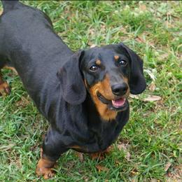 Stu - Dachshund