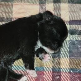Smokey - Black and white male Shichon puppy in St. Johns, Florida from Log Cabin Teddy Bears