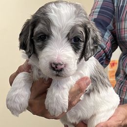 Purple collar girl - female Newfypoo puppy in Fairfield, California from Twin Sisters Doodles