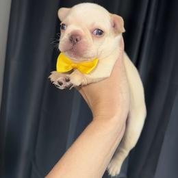 Yellow collar - Cream male French Bulldog puppy in Port Charlotte, Florida from Cloud Nine Ranch Bullies