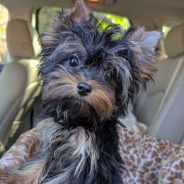 Pebbles - Black and tan female Yorkshire Terrier puppy in Gaylesville, Alabama from Sweet Alabama Yorkies